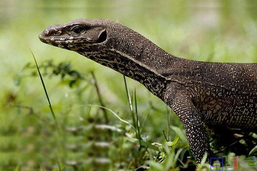 印度巨蜥爆料视频最新,惊心动魄的生存挑战与自然奇观  第3张 印度巨蜥爆料视频最新,惊心动魄的生存挑战与自然奇观  第3张