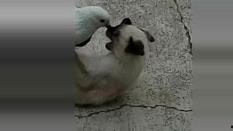 狼与鸽子在线观看,一场智慧与勇气的较量