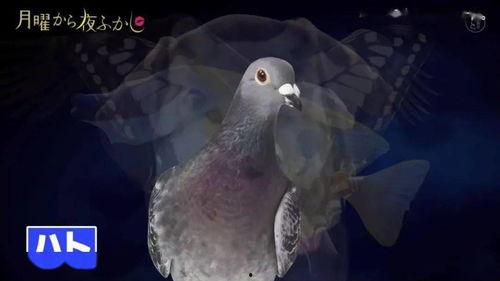 狼与鸽子在线观看,一场智慧与勇气的较量  第2张