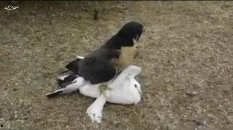 狼与鸽子在线观看,一场智慧与勇气的较量  第3张