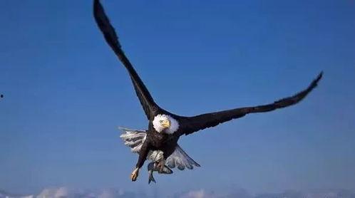 上帝之鹰爆料视频大全集,揭秘真相与内幕