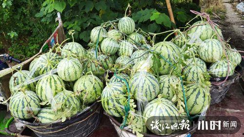 东北吃瓜网红是谁啊图片,揭秘网络红人的魅力与影响力” 第3张 东北吃瓜网红是谁啊图片,揭秘网络红人的魅力与影响力” 第3张