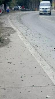 砂石小伙爆料视频播放,揭秘幕后真相