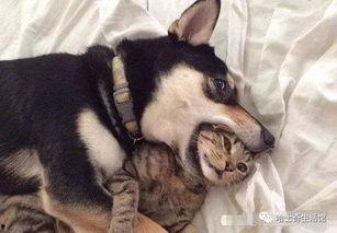 新瓜最新爆料猫小纯,揭秘娱乐圈背后的惊人真相 第1张 新瓜最新爆料猫小纯,揭秘娱乐圈背后的惊人真相 第1张