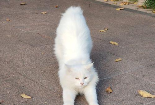 新瓜最新爆料猫小纯,揭秘娱乐圈背后的惊人真相 第3张 新瓜最新爆料猫小纯,揭秘娱乐圈背后的惊人真相 第3张