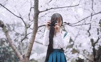 爆料新闻樱花校园,揭秘校园里的浪漫与青春故事