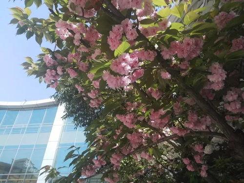 爆料新闻樱花校园,揭秘校园里的浪漫与青春故事  第2张