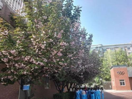 爆料新闻樱花校园,揭秘校园里的浪漫与青春故事  第3张