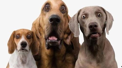 二狗单身青年爆料视频,单身生活大揭秘 第2张 二狗单身青年爆料视频,单身生活大揭秘 第2张